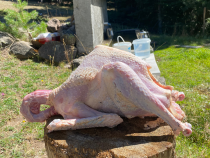 köy hindisi ( 2,6 - 3 kg ) organik yaylım hindisi
