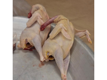 köy horozu 1 adet (1700-2000 gram)